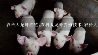 农科大龙虾养殖,农科大龙虾养殖技术,农科大龙虾养殖好吗