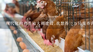 现代化肉鸡养殖大棚建设,我想养1万只笼养肉食鸡大