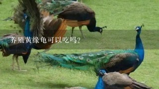 养殖黄缘龟可以吃吗？