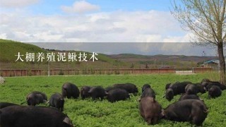 大棚养殖泥鳅技术