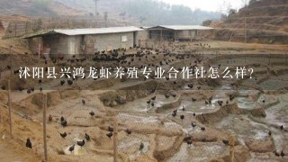 沭阳县兴鸿龙虾养殖专业合作社怎么样？