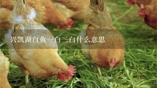 兴凯湖白鱼1白2白什么意思