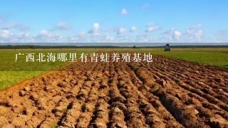 广西北海哪里有青蛙养殖基地