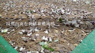 4川自贡有黄鳝养殖场吗