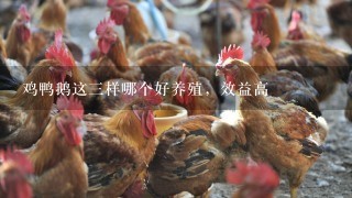 鸡鸭鹅这3样哪个好养殖，效益高