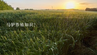 马驴养殖知识？