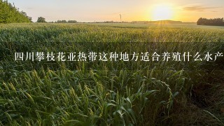 4川攀枝花亚热带这种地方适合养殖什么水产品呢?谢谢!