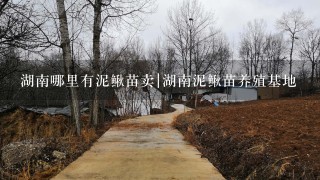 湖南哪里有泥鳅苗卖|湖南泥鳅苗养殖基地