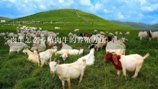 肉牛怎么养殖肉牛的养殖方法