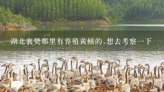 湖北襄樊那里有养殖黄鳝的,想去考察1下