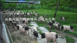 离衢州最近的鸭嘴鱼养殖场在哪