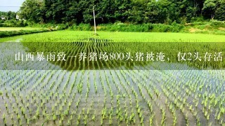 山西暴雨致1养猪场800头猪被淹，仅2头存活，养殖户