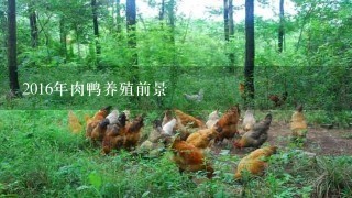 2016年肉鸭养殖前景