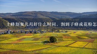 土峰割蜜几月好什么时间，割到子蜂或花粉怎样处理，过冬留多少？