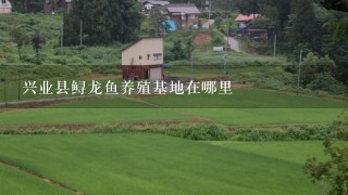 兴业县鲟龙鱼养殖基地在哪里