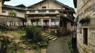 龙口皮皮虾养殖基地在哪里