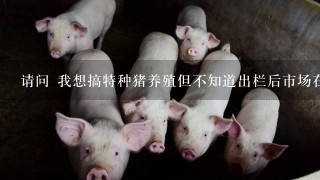 请问 我想搞特种猪养殖但不知道出栏后市场在哪 应该有那些好的销售渠道？