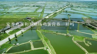 家养鸡蛋和养殖场鸡蛋营养1样吗