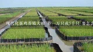 现代化蛋鸡养殖大棚 养1万只或5千只 要怎么建设 需