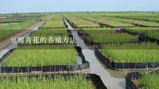 豆瓣青花的养殖方法