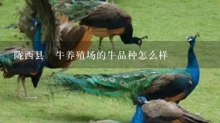 陇西县犇牛养殖场的牛品种怎么样