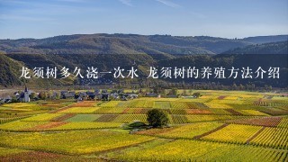 龙须树多久浇1次水 龙须树的养殖方法介绍