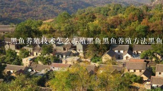 黑鱼养殖技术怎么养殖黑鱼黑鱼养殖方法黑鱼养殖赚钱吗