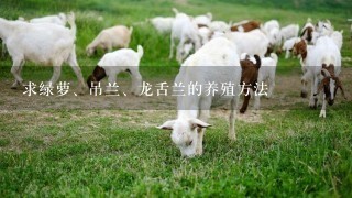 求绿萝、吊兰、龙舌兰的养殖方法