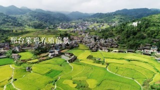 邢台笨鸡养殖前景