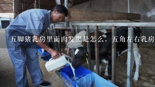 5脚猪乳房里面肉发黑是怎么，5角左右乳房部位里面