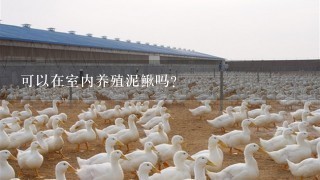 可以在室内养殖泥鳅吗?