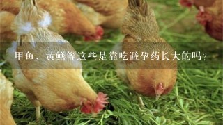 甲鱼，黄鳝等这些是靠吃避孕药长大的吗?