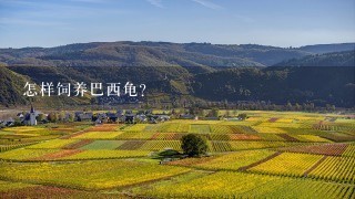 怎样饲养巴西龟？