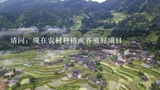 请问：现在农村种植或养殖好项目