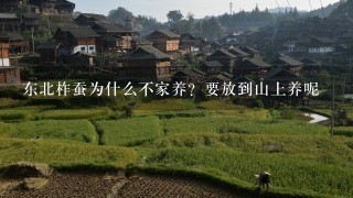 东北柞蚕为什么不家养？要放到山上养呢