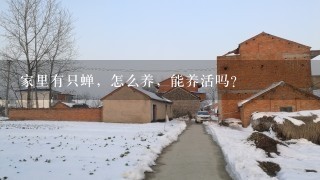 家里有只蝉，怎么养，能养活吗？