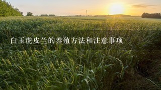 白玉虎皮兰的养殖方法和注意事项