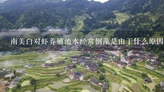 南美白对虾养殖池水经常倒藻是由于什么原因？