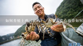 如何养殖土鸡（笨鸡），内蒙古荒山放养如何？成活率