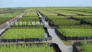 办公室养什么植物最好