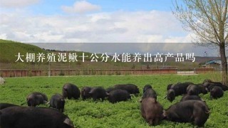 大棚养殖泥鳅十公分水能养出高产品吗