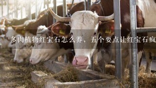 多肉植物红宝石怎么养，5个要点让红宝石疯长爆盆