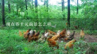 现在养土元前景怎么样