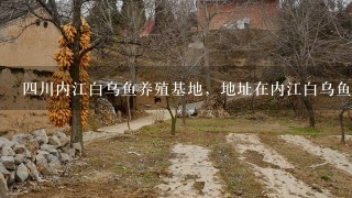 4川内江白乌鱼养殖基地，地址在内江白乌鱼养殖基地位于4川省内江市朝阳镇横桷桥村，怎么样啊？