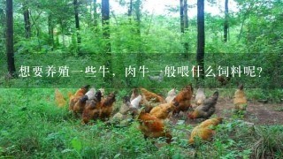 想要养殖1些牛，肉牛1般喂什么饲料呢？