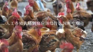 人工养殖黄鳝到底应该给什么饲料吃啊 ？