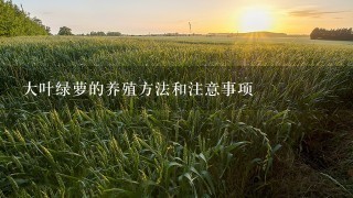 大叶绿萝的养殖方法和注意事项