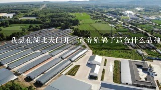 我想在湖北天门开1家养殖鸽子适合什么品种鸽子养殖能不能卖啊等你们回话