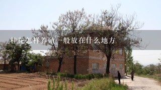 桂花怎样养殖1般放在什么地方