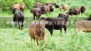 准备种葫芦，求种植方法（在花盆里）